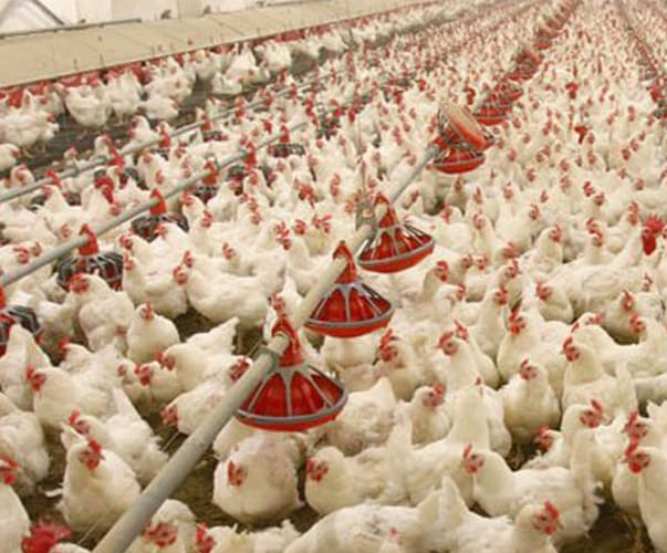 Types et application de désinfectants dans les élevages avicoles
