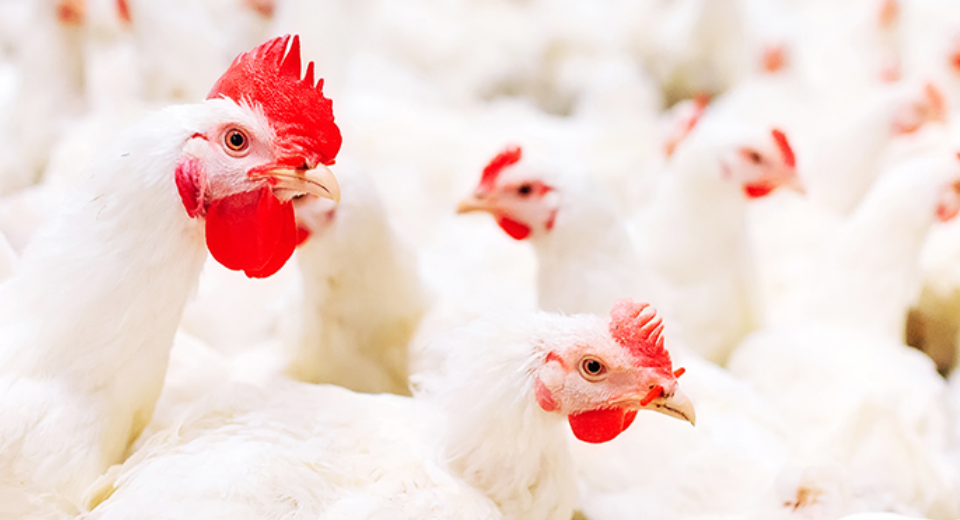 Importance des désinfectants dans les élevages avicoles
