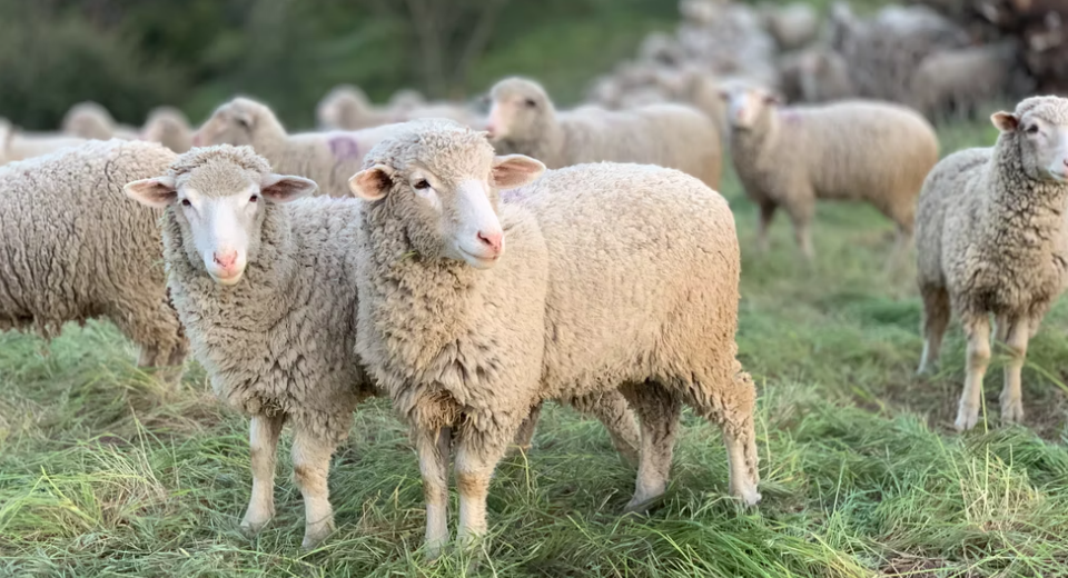 Conseils pour l'utilisation de désinfectants pour ovins